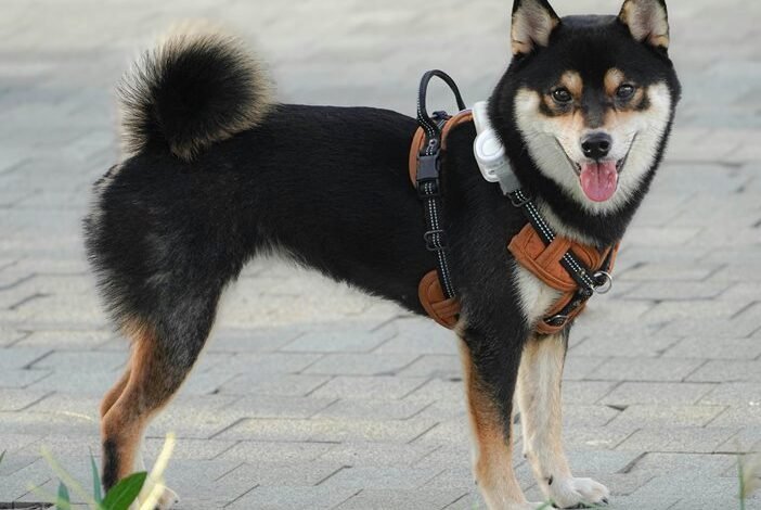 behavioral triggers for redials