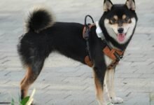 daylight saving call behavior