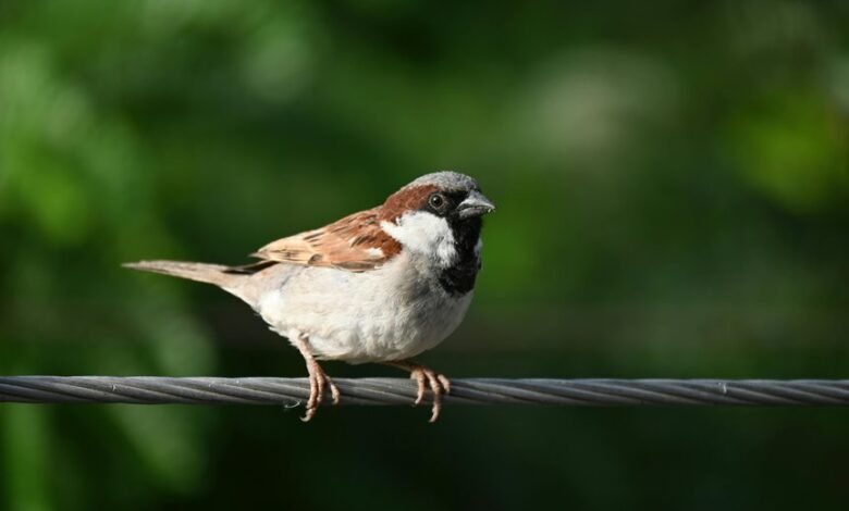 late night call patterns