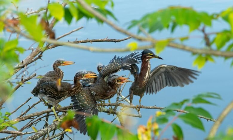 missed call callback statistics